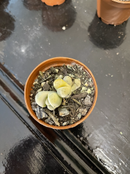 Mutant lithops