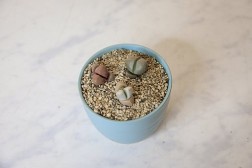 Living rock garden bundle