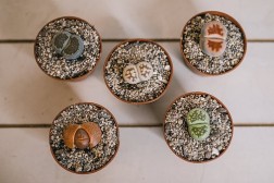 Lithop bundle