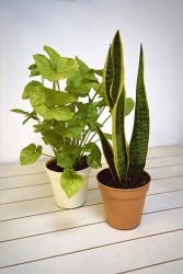 Hard-to-kill houseplant bundle