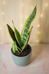 Low-light houseplant bundle