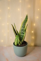 Low-light houseplant bundle