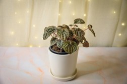 Pet-friendly houseplant bundle