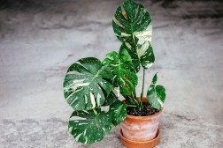 Monstera Thai Constellation - Rare Houseplant