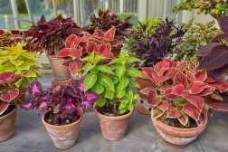 Coleus plants