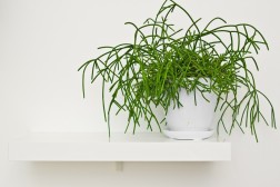 Rhipsalis