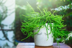 Rhipsalis