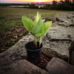 Canna Lily | How To Grow And Care For A Canna Lily