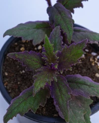 Purple Passion Plant