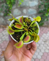 Large Venus Fly Trap