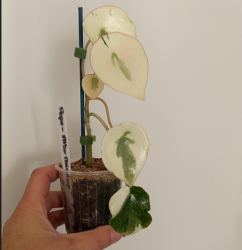 Peperomia Varigated