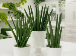 Sansevieria Cylindrica