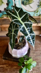 Alocasia Amazonica 'Alocasia Polly' | How to take care of your Alocasia