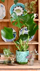 Monstera deliciosa (swiss cheese plant)