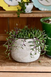 Othonna capensis (senecio, string of rubies, purple flush)