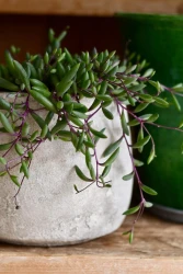 Othonna capensis (senecio, string of rubies, purple flush)