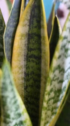 Sansevieria laurentii, variegated snake plant or mother-in-law's tongue