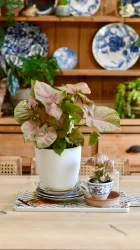 Syngonium podophyllum 'red heart' & brussels pot