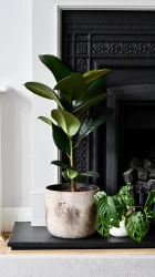 Rubber plant (ficus elastica, ficus robusta)