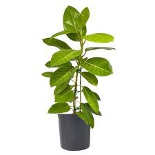 Ficus altissima