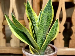 Sansevieria Trifasciata