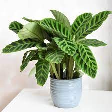 Calathea zebrina