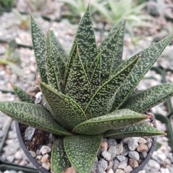 Gasteria