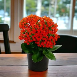 Kalanchoe