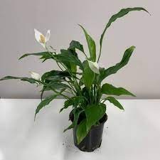 Spathiphyllum Chopin