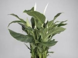 Spathiphyllum Sylvana