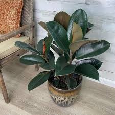 Ficus Burgundy