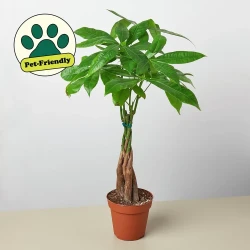 Money Tree 'Guiana Chestnut' Pachira Braid