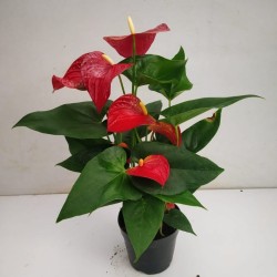 Anthurium Success Red