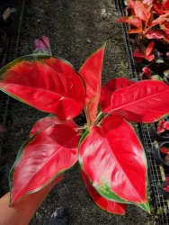 Aglaonema China Red