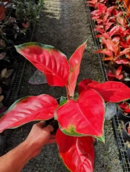 Aglaonema China Red