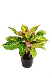 Aglaonema Nightsparkle