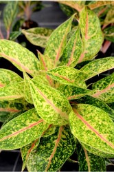 Aglaonema Nightsparkle