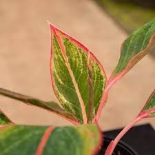 Aglaonema Saphire