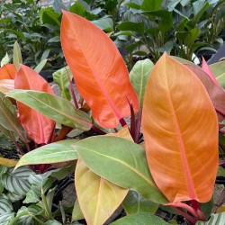 Philodendron 'Prince of Orange'