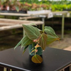 Philodendron hederaceum 'Micans'