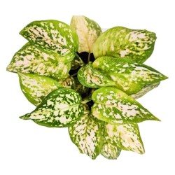 Aglaonema Eileen