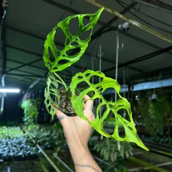 Monstera Obliqua Peru