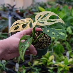 Monstera Adansonii ’Variegata’