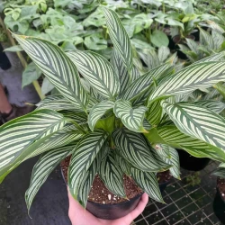 Calathea elliptica 'Vittata'