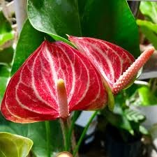 Anthurium Livium