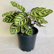 Calathea Makoyana