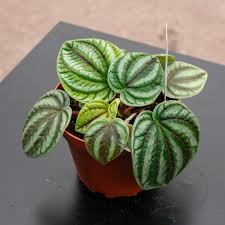 Peperomia ‘Dragon Skin’