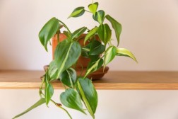 Philodendron hederaceum 'Rio'