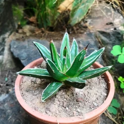 Agave victoriae-reginae