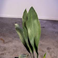 Aspidistra elatior 'Okame'